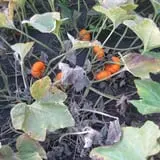 Kristin's Pumpkin Patch photo