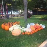 Kristin's Pumpkin Patch photo