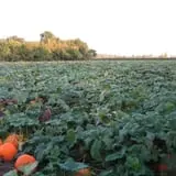 Kristin's Pumpkin Patch photo