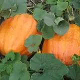 Kristin's Pumpkin Patch photo