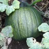 Kristin's Pumpkin Patch photo