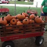 Kristin's Pumpkin Patch photo