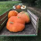 Kristin's Pumpkin Patch photo
