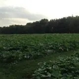 Kristin's Pumpkin Patch photo