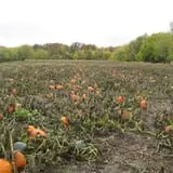 Kristin's Pumpkin Patch photo