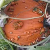 Kristin's Pumpkin Patch photo