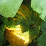 Kristin's Pumpkin Patch photo