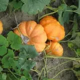 Kristin's Pumpkin Patch photo