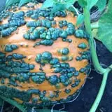 Kristin's Pumpkin Patch photo