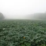Kristin's Pumpkin Patch photo