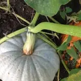 Kristin's Pumpkin Patch photo