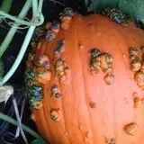 Kristin's Pumpkin Patch photo