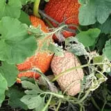 Kristin's Pumpkin Patch photo