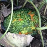 Kristin's Pumpkin Patch photo
