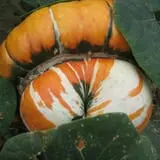 Kristin's Pumpkin Patch photo