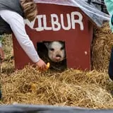 Halloween Land Corn Maze at Twin Oaks Farms photo