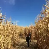 Halloween Land Corn Maze at Twin Oaks Farms photo