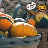 Halloween Land Corn Maze at Twin Oaks Farms photo