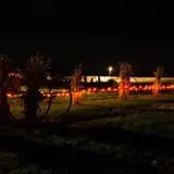 Halloween Land Corn Maze at Twin Oaks Farms photo