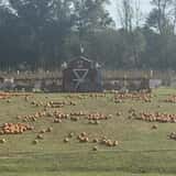 Mrs. Heather's Pumpkin Patch photo