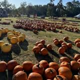 Mrs. Heather's Pumpkin Patch photo