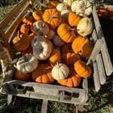 Mrs. Heather's Pumpkin Patch photo