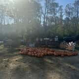 Mrs. Heather's Pumpkin Patch photo