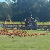 Mrs. Heather's Pumpkin Patch photo