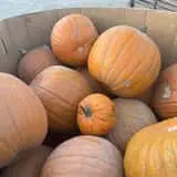 Mrs. Heather's Pumpkin Patch photo