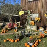 Mrs. Heather's Pumpkin Patch photo