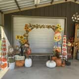 Mrs. Heather's Pumpkin Patch photo