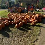 Mrs. Heather's Pumpkin Patch photo