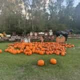 Mrs. Heather's Pumpkin Patch photo