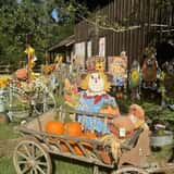 Mrs. Heather's Pumpkin Patch photo
