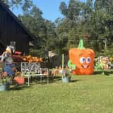 Mrs. Heather's Pumpkin Patch photo