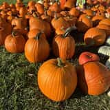Mrs. Heather's Pumpkin Patch photo