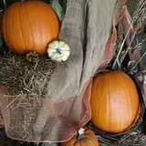 Cottage Lane Pumpkin Patch photo