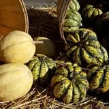 Cottage Lane Pumpkin Patch photo