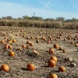 Cottage Lane Pumpkin Patch photo