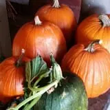 Cottage Lane Pumpkin Patch photo