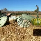 Cottage Lane Pumpkin Patch photo