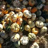 Cottage Lane Pumpkin Patch photo