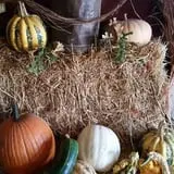 Cottage Lane Pumpkin Patch photo