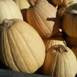 Cottage Lane Pumpkin Patch photo