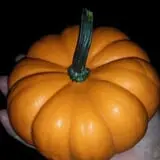 Cottage Lane Pumpkin Patch photo
