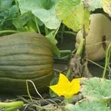 Cottage Lane Pumpkin Patch photo