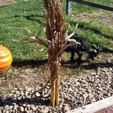 Cottage Lane Pumpkin Patch photo