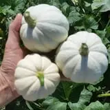 Cottage Lane Pumpkin Patch photo