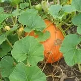 Cottage Lane Pumpkin Patch photo