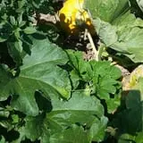 Cottage Lane Pumpkin Patch photo